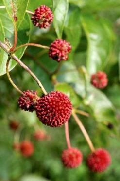 Sugar Shack Fragrant Dwarf Buttonbush - Cephalanthus Occidentalis - 1 Gallon Pot 9 Sugar Shack Fragrant Dwarf Buttonbush - Cephalanthus Occidentalis - 1 Gallon Pot -Botanica Tree Store Buttonbush Sugar Shack 6