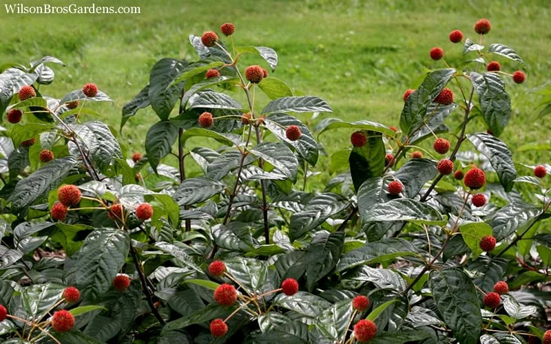 Sugar Shack Fragrant Dwarf Buttonbush - Cephalanthus Occidentalis - 1 Gallon Pot 5 Sugar Shack Fragrant Dwarf Buttonbush - Cephalanthus Occidentalis - 1 Gallon Pot - Image 5