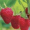 Caroline Raspberry - 1 Gallon Pot