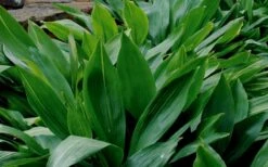 Cast Iron Plant - 2 Gallon Pot 10 Cast Iron Plant - 2 Gallon Pot -Botanica Tree Store Cast Iron Plant 1