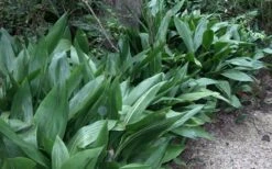 Cast Iron Plant - 2 Gallon Pot 11 Cast Iron Plant - 2 Gallon Pot -Botanica Tree Store Cast Iron Plant 3