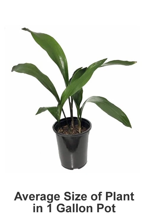 Cast Iron Plant - 2 Gallon Pot 3 Cast Iron Plant - 2 Gallon Pot - Image 3