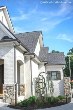 Serpentine Weeping Blue Atlas Cedar - 3 Gallon Pot -Botanica Tree Store Cedar Blue Atlas Serpentine 11