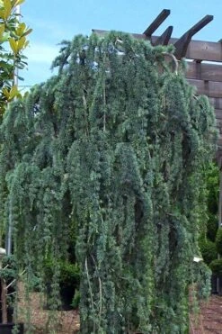 Weeping Blue Atlas Cedar -2 Gallon Pot -Botanica Tree Store Cedar Weeping Blue Atlas 1