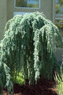 Weeping Blue Atlas Cedar -2 Gallon Pot -Botanica Tree Store Cedar Weeping Blue Atlas 4