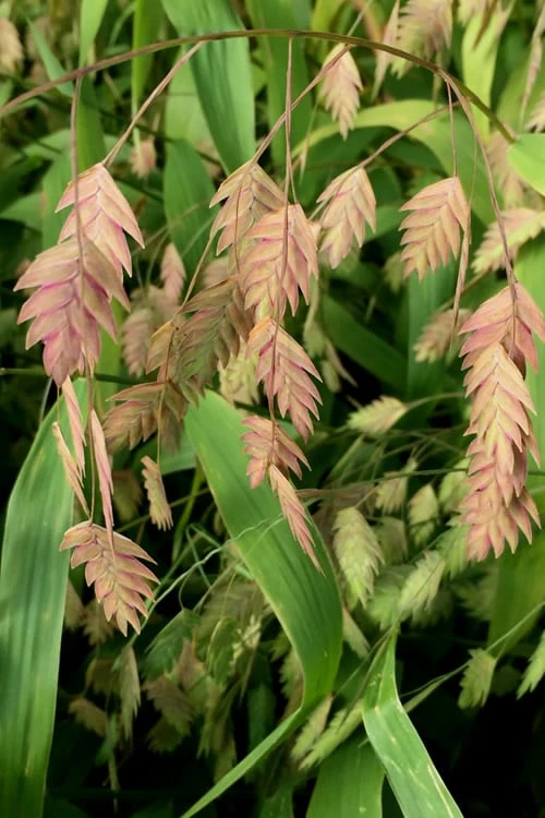 Upland Sea Oats (Chasmanthium Latifolium) - 6 Pack Of 1 Gallon Pots 8 Upland Sea Oats (Chasmanthium Latifolium) - 6 Pack Of 1 Gallon Pots - Image 8