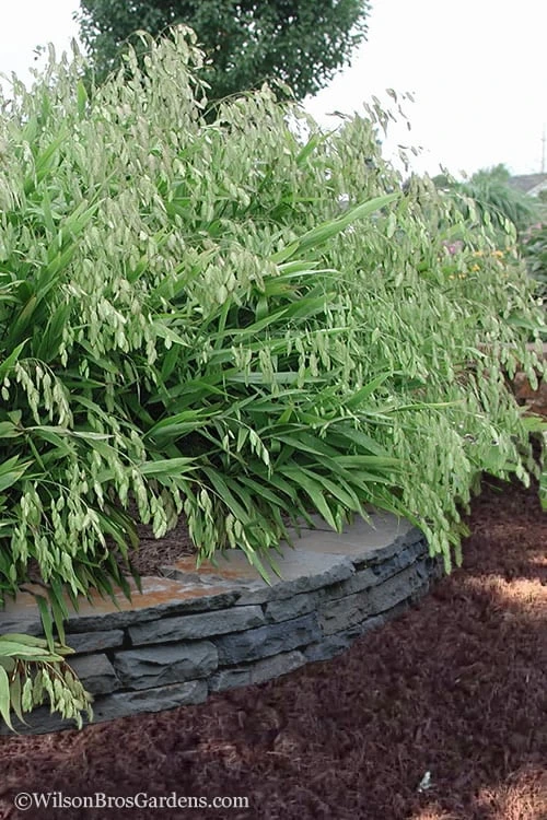 Upland Sea Oats (Chasmanthium Latifolium) - 6 Pack Of 1 Gallon Pots 5 Upland Sea Oats (Chasmanthium Latifolium) - 6 Pack Of 1 Gallon Pots - Image 5