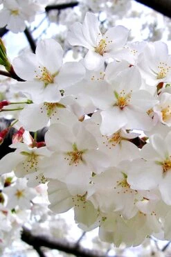 Yoshino Flowering Cherry Tree - 3 Gallon Pot -Botanica Tree Store Cherry Yoshino 3