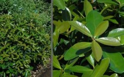 Bigfoot Cleyera Japonica - 3 Gallon Pot -Botanica Tree Store Cleyera Bigfoot