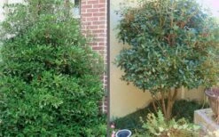 Bigfoot Cleyera Japonica - 3 Gallon Pot -Botanica Tree Store Cleyera Bigfoot Tree