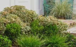 Juliet Cleyera Japonica - 2 Gallon Pot 7 Juliet Cleyera Japonica - 2 Gallon Pot -Botanica Tree Store Cleyera Juliet 2