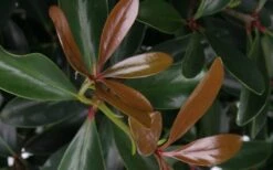 LeAnn Cleyera Japonica - 3 Gallon Pot -Botanica Tree Store Cleyera LeAnn Japonica