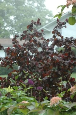 Red Dragon Contorted Filbert - Corylus Avellena - 2 Gallon Pot