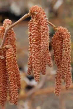 Red Dragon Contorted Filbert - Corylus Avellena - 2 Gallon Pot -Botanica Tree Store Contorted Filbert Red Dragon 9 2