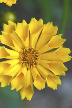 Jethro Tull Coreopsis - 1 Gallon Pot 10 Jethro Tull Coreopsis - 1 Gallon Pot -Botanica Tree Store Coreopsis Jethro Tull 10