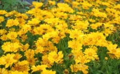 Jethro Tull Coreopsis - 1 Gallon Pot 12 Jethro Tull Coreopsis - 1 Gallon Pot -Botanica Tree Store Coreopsis Jethro Tull 11