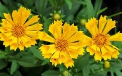 Jethro Tull Coreopsis - 1 Gallon Pot 13 Jethro Tull Coreopsis - 1 Gallon Pot -Botanica Tree Store Coreopsis Jethro Tull 2