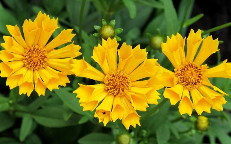 Jethro Tull Coreopsis - 1 Gallon Pot 7 Jethro Tull Coreopsis - 1 Gallon Pot - Image 7