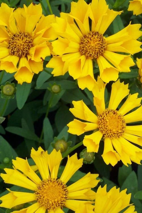 Jethro Tull Coreopsis - 1 Gallon Pot 5 Jethro Tull Coreopsis - 1 Gallon Pot - Image 5