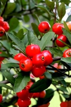 Mayhaw Tree (Crataegus Astivalis) - 5 Gallon Pot -Botanica Tree Store Crataegus aestivalis eastern mayhaw tree 3