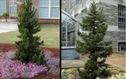 Black Dragon Cryptomeria - Japanese Cedar - 1 Gallon Pot -Botanica Tree Store Cryptomeria Black Dragon 1 1