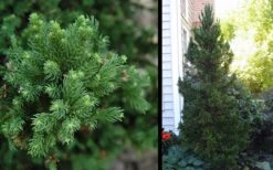 Black Dragon Cryptomeria - Japanese Cedar - 1 Gallon Pot -Botanica Tree Store Cryptomeria Black Dragon 2 1