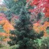Black Dragon Cryptomeria - Japanese Cedar - 1 Gallon Pot