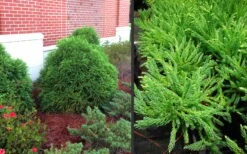 Chapel View Cryptomeria - Japanese Cedar - 3 Gallon Pot -Botanica Tree Store Cryptomeria Chapel View 10