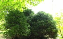 Chapel View Cryptomeria - Japanese Cedar - 3 Gallon Pot -Botanica Tree Store Cryptomeria Chapel View 5