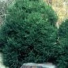 Chapel View Cryptomeria - Japanese Cedar - 3 Gallon Pot