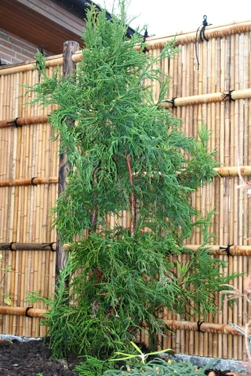 Rasen Sugi Cryptomeria Japanese Cedar - 2 Gallon Pot 7 Rasen Sugi Cryptomeria Japanese Cedar - 2 Gallon Pot - Image 7