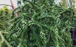 Rasen Sugi Cryptomeria Japanese Cedar - 2 Gallon Pot 11 Rasen Sugi Cryptomeria Japanese Cedar - 2 Gallon Pot -Botanica Tree Store Cryptomeria Rasen Sugi 3