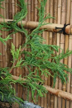 Rasen Sugi Cryptomeria Japanese Cedar - 2 Gallon Pot 12 Rasen Sugi Cryptomeria Japanese Cedar - 2 Gallon Pot -Botanica Tree Store Cryptomeria Rasen Sugi 4