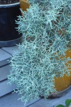 Blue Ice Arizona Cypress - 3 Gallon Pot 11 Blue Ice Arizona Cypress - 3 Gallon Pot -Botanica Tree Store Cypress Blue Ice 10 1