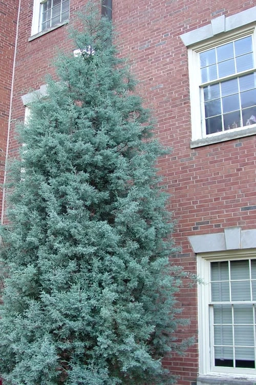 Blue Ice Arizona Cypress - 7 Gallon Pot (4-5') 7 Blue Ice Arizona Cypress - 7 Gallon Pot (4-5') - Image 7