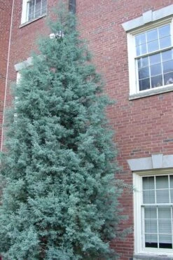 Blue Ice Arizona Cypress - 3 Gallon Pot 13 Blue Ice Arizona Cypress - 3 Gallon Pot -Botanica Tree Store Cypress Blue Ice Rev 500x750 2