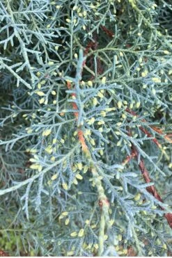 Carolina Sapphire Arizona Cypress - 7 Gallon Pot (4-5') -Botanica Tree Store Cypress Carolina Sapphire 23 3