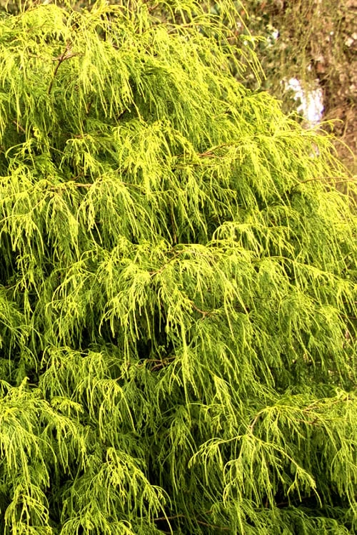 Gold Mop Threadleaf Cypress - 1 Gallon Pot 8 Gold Mop Threadleaf Cypress - 1 Gallon Pot - Image 8