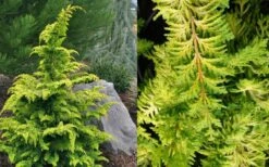 Gold Tip Fernspray Hinoki Cypress - 5 Gallon Pot 7 Gold Tip Fernspray Hinoki Cypress - 5 Gallon Pot -Botanica Tree Store Cypress Gold Tip Fernspray 1