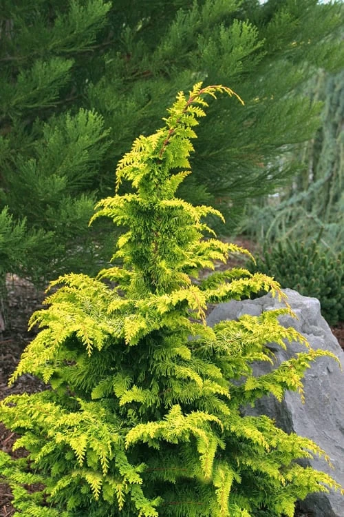 Gold Tip Fernspray Hinoki Cypress - 5 Gallon Pot 1 Gold Tip Fernspray Hinoki Cypress - 5 Gallon Pot