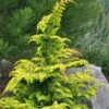 Gold Tip Fernspray Hinoki Cypress - 2 Gallon Pot
