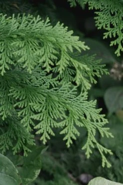 Southern Lace Hinoki Cypress - 7 Gallon Pot (4-5') -Botanica Tree Store Cypress Hinoki Southern Lace 13