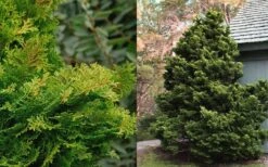 Tempelhof Hinoki Cypress - 1 Gallon Pot 7 Tempelhof Hinoki Cypress - 1 Gallon Pot -Botanica Tree Store Cypress Hinoki Tempelhof