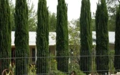 Italian Cypress - 7 Gallon Pot (3-4') -Botanica Tree Store Cypress Italian 3