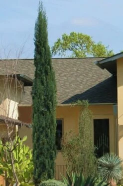 Italian Cypress - 7 Gallon Pot (3-4')