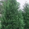 Leyland Cypress - 1 Gallon Pot