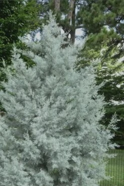 Silver Smoke Arizona Cypress - 1 Gallon Pot -Botanica Tree Store Cypress Silver Smoke 20 1