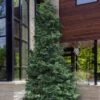 Slender Hinoki Cypress - 1 Gallon Pot