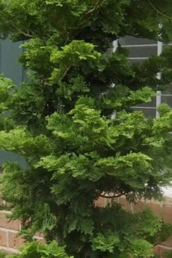 Slender Hinoki Cypress - 1 Gallon Pot -Botanica Tree Store Cypress Slender Hinoki 19