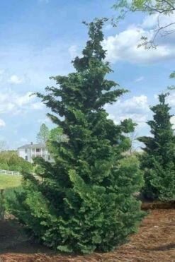 Slender Hinoki Cypress - 1 Gallon Pot -Botanica Tree Store Cypress Slender Hinoki Rev 500x750 1